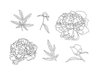 Peony flower and leaves.  Hand drawn outline. Vector illustration.