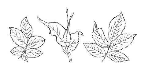 Wild rose bud and leaves. Black and white vector illustration. Hand drawn outline.