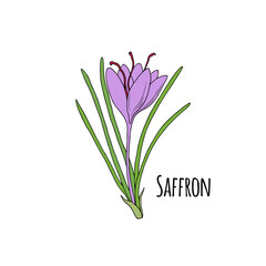 Saffron crocus flower (Crocus sativus). Hand drawn vector illustration in sketch style.