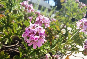 Aromatic pelargonium  beautiful pink flower close up.