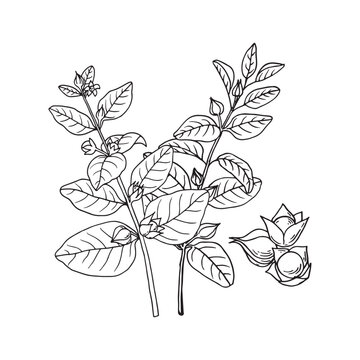 Ashwagandha (Withania somnifera). Ayurvedic healing plant. Hand drawn vector illustration in sketch style.