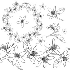 Citrus Flowers wreath. Sketch ink. Vintage style. Hand drawn vector illustration isolated on white background.