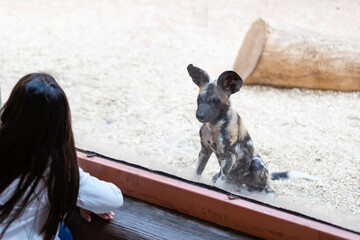 Closeup Spotted Hyena wood hole looking at the camera in the zoo