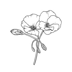 Geranium (pelargonium) flower. Floral sketch. Hand-drawn vector illustration, isolated on white.