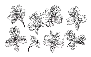 Handgezeichnete Illustration mit peruanischen Lilienblumen © liliya shlapak