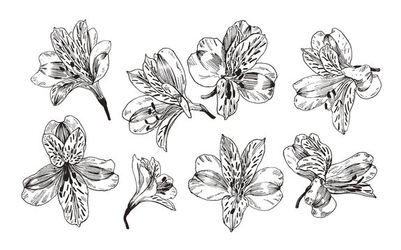 Hand drawn illustration with Peruvian lily flowers