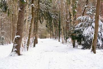 Beautiful dutch landscape in cold winter, with snow, trees, a path. Ideal conditions for a lovely hike on a snowy and icy track.