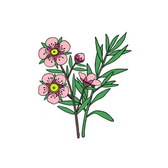 Manuka Honey branch, leaves and flower. Hand drawn Vector illustration.