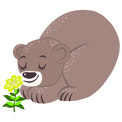 Bear sniffing the first spring flower, isolated vector illustration
