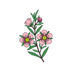 Manuka Honey branch, leaves and flower. Hand drawn Vector illustration.