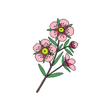 Manuka Honey branch, leaves and flower. Hand drawn Vector illustration.