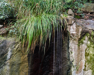 stream flows down the cliff from under a bunch of autumn grass