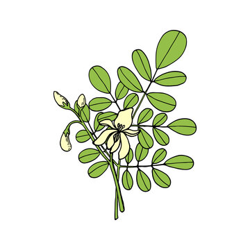 Moringa oleifera. Leaves and flowers. Vegan superfood. Hand drawn illustration in sketch style. Vector image.