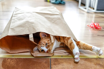 Domestic cat lying in a paper bag at home.