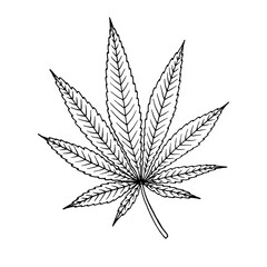 Cannabis (hemp or marijuana) medical plant. Branch with seeds. Hand drawn vector illustration in sketch style.