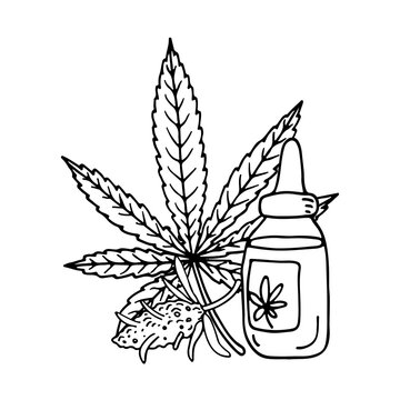 Cannabis (hemp or marijuana) medical plant. Branch with seeds. Hand drawn vector illustration in sketch style.