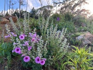 flowers in the garden