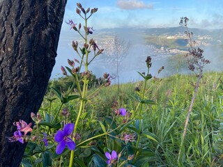 flowers in the morning