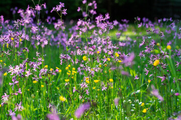 A beautiful blooming spring meadow full of purple and yellow flowers of meadow plants with beautiful backlight