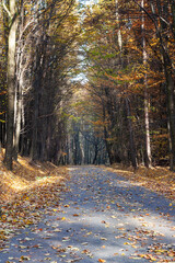 Road leading through a tall deciduous forest. Beautiful colorful autumn.