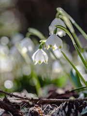 Märzenbächer im Frühling
