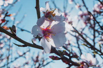 Flor de almendro