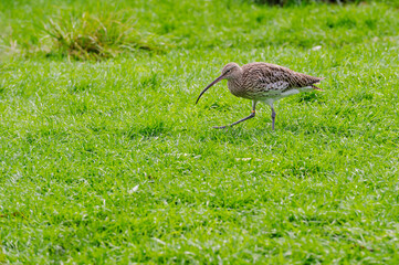 Eurasian Curlew, Numenius arquata, in a meadow
