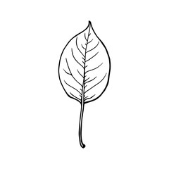 Apple leaf. Drawing in sketch outline style. Hand drawn vector illustration.