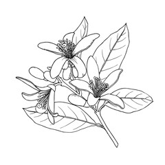 Citrus flowers branch. Neroli flowers. Ink sketch. Hand drawn vector illustration isolated on white background.
