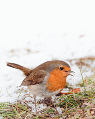 singing robin snow
