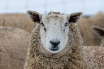 A close up of a large domestic woolly sheep that is staring with its eyes open wide and its ears sticking upwards against a snowy background.  The ewe has a large thick coat of wool with bits of dirt.
