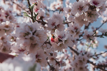 Flor de almendro