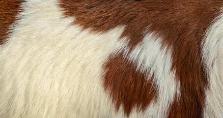 Close up of fur texture