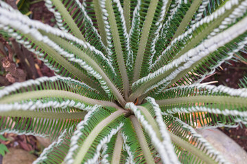 ソテツのくるくるした渦巻き状の新芽