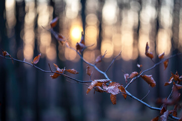A branch with faded aspen leaves in a beautiful backlight in the forest.