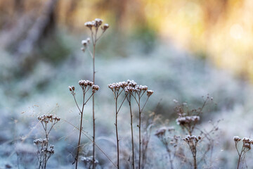 Achillea millefolium - Several yarrow plants covered with icing with a beautiful winter bokeh.