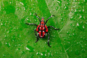 The larvae of wax cicada live on wild plants in northern China