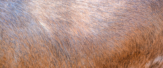 Close up of brown fur texture
