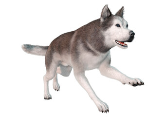 3D Rendering Siberian Husky on White