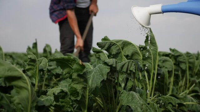farmers hoe spud the crop in a green crop field. agribusiness agriculture farming concept. watered with a watering can irrigation of green field lifestyle foliage. farmers work in field harvest crop