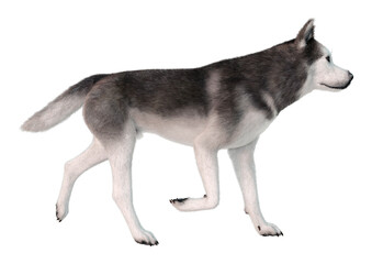3D Rendering Siberian Husky on White