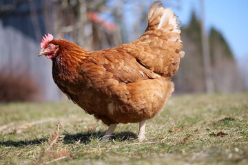 Braunes Huhn auf einer Wiese