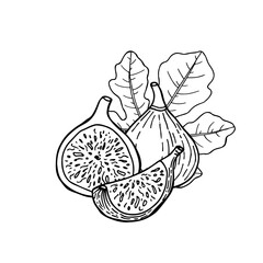 Fig fruit with leaf. Drawing in line sketch style. Hand drawn vector illustration.