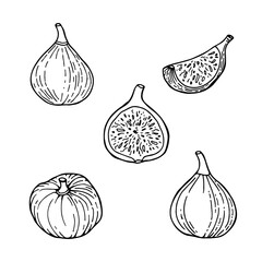 Fig fruit set. Fruit, branch with leaves. Drawing in line sketch style. Hand drawn vector illustration.