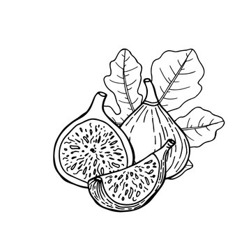 recommend clip art: Fig fruit with leaf. Drawing in line sketch style. Hand drawn vector illustration.