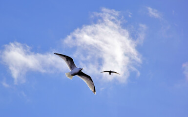 Obraz premium Dos gaviotas sobre el cielo azul con nubes blancas ligeras.