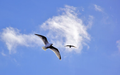 Dos gaviotas sobre el cielo azul con nubes blancas ligeras.