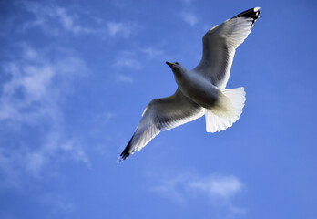 Una gaviota de cerca sobre el cielo azul, se acerca a mí para ver si le echo comida.