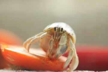 オオヤドカリとにらめっこ