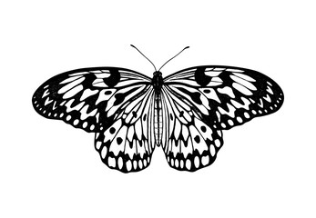 Idea Leuconoe (Rice Paper). Tropical Butterfly. Hand drawn insects. Vector sketch detailed illustration.